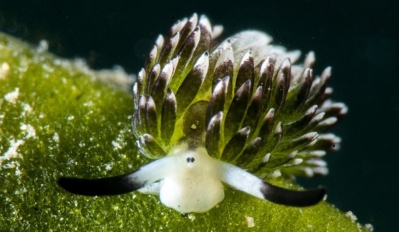 New! Red Sea Marine Life Workshop
